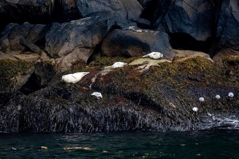 Harbour seals (Phoca vitulina) lying on rocks on the coast, Kenai Fjords National Park, Kenai