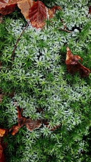 Green forest floor with moss (musco) and fallen leaves, autumnal atmosphere, Franconian Forest