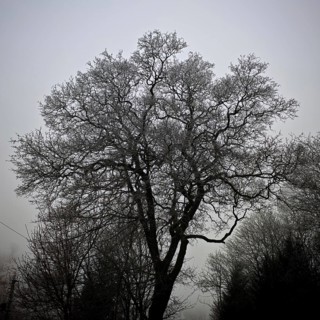 Black and white silhouette of a bare tree against a calm sky, Frankenwald nature park Park