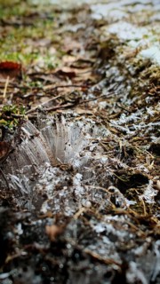 Ice structures grow in threads from the ground on snow and soil at close range, Frankenwald nature