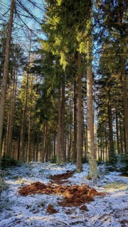 An open area in the forest with a mixture of snow and earth, forest floor churned up by wild boar