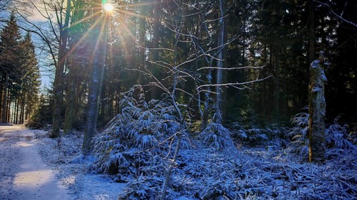 A forest trail with snow and sun rays shining through the trees, Franconian Forest nature park Park