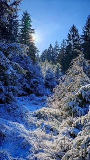 Snowy forest landscape with sunlight shining through the branches, Frankenwald nature park Park