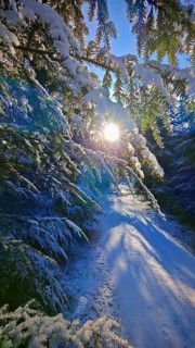 A snowy path illuminated by sunlight, surrounded by fir trees, Franconian Forest nature park Park