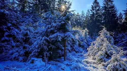 Snow-covered fir trees in the forest that are penetrated by sunlight, Frankenwald nature park Park
