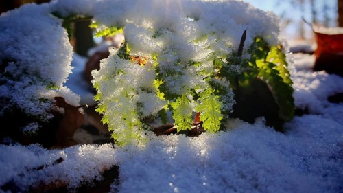 Green leaves covered with snow are illuminated by sunlight, Frankenwald nature park Park