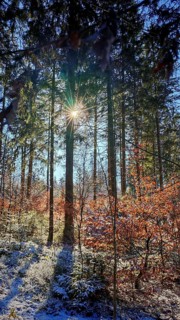 Quiet snowy forest with sunbeams through trees (picea), Franconian Forest nature park Park