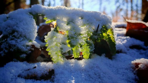Green leaf under a layer of snow with brilliant light from above, Franconian Forest nature park
