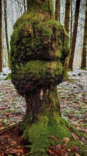 Tree trunk with lush moss and mushroom-like shape with face, green forest spirit, in a wintery
