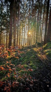 Sunbeams break through the forest and illuminate autumn leaves and shade, Franconian Forest nature