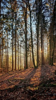 Soft sunlight falls through tall trees in autumn forest and creates long shadows, Franconian Forest