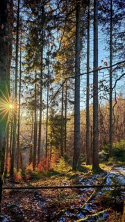 Sunset in the forest, long shadows and golden light between tall trees, Franconian Forest nature