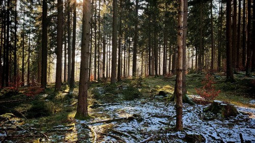 Forest with snow-covered ground and sun rays shining through the trees, Franconian Forest nature