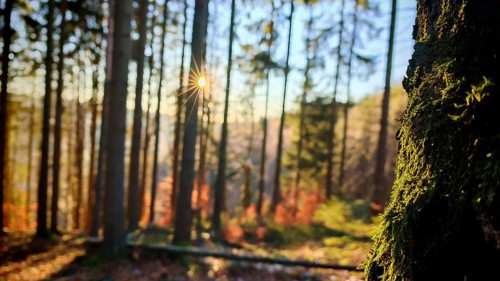 Sunlight breaks through thick trees in the forest and illuminates moss on a tree trunk, Franconian