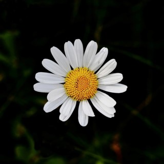 Daisy (Leucanthemum vulgare), flower in a meadow, close-up, macro, Wilnsdorf, North