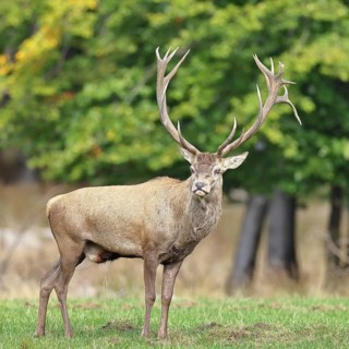 Red deer (Cervus elaphus) during the rutting season, capital stag in a forest clearing, wildlife,
