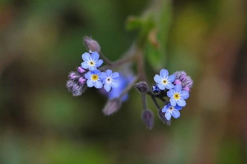 Field forget-me-not, field forget-me-not (Myosotis arvensis), tiny flowers, on a wild field,