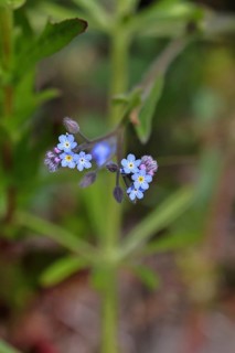 Field forget-me-not, field forget-me-not (Myosotis arvensis), tiny flowers, on a wild field,