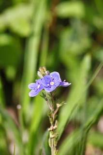 Gamander speedwell (Veronica chamaedrys), men's fritillary, flowers in a deciduous forest, blue