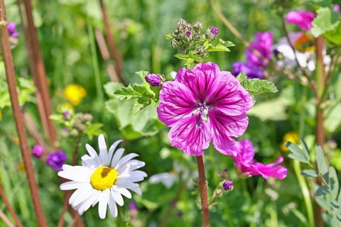 Common mallow (Malva sylvestris), flower in a meadow, medicinal plant, aromatic plant, medicinal