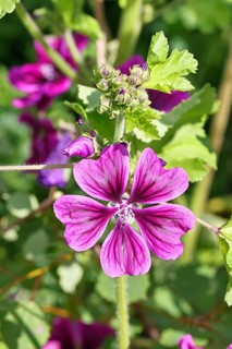 Common mallow (Malva sylvestris), flower in a meadow, medicinal plant, aromatic plant, medicinal