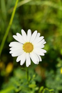 Daisy (Leucanthemum vulgare), flower in a meadow, close-up, macro, Wilnsdorf, North