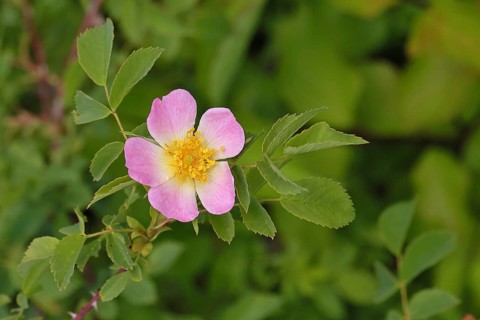 Dog rose (Rosa canina), dog rose, flower, North Rhine-Westphalia, Germany