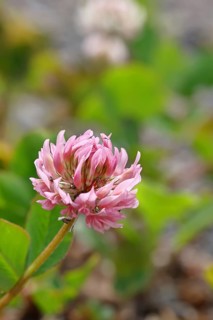 Pink clover (Trifolium repens), flower, Wilnsdorf, North Rhine-Westphalia, Germany