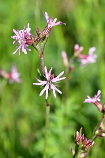 Cuckoo flower (Silene flos-cuculi), flower on a marshy meadow, Wilnsdorf, North Rhine-Westphalia,
