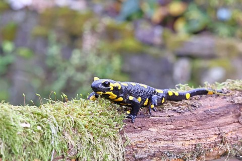 Fire salamander (Salamandra salamandra), running over mossy forest floor, wildlife, looking into