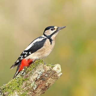Great spotted woodpecker (Dendrocopos major), female, foraging on a tree stump overgrown with moss