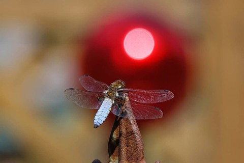 Flat-bellied dragonfly (Libellula depressa), male sitting on a fence top in the garden, sunset,