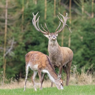 Red deer (Cervus elaphus) in rutting season, capital stag with doe in a forest clearing, wildlife,
