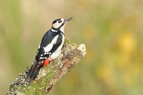 Great spotted woodpecker (Dendrocopos major) male, sitting on a tree trunk, North Rhine-Westphalia,