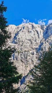 Rocky landscape with pine (pinus) in the foreground under a blue sky, Slovenia