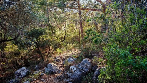 A narrow path snakes through a thick, green forest, Lycia, Turkey