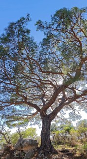 A pine tree (pinus pinea) rises majestically against the blue sky, Turkey