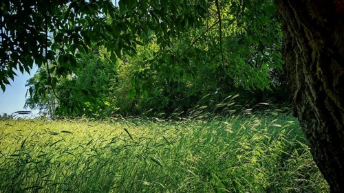 Green grain field (granum) with trees providing shade in a peaceful summer atmosphere, Rennsteig,
