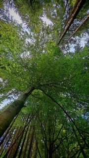 Looking up at the imposing trees of a dense forest, Fichtelgebirge