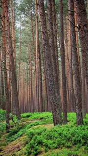 Tall pines (pinus) crown a dense, green forest path, green belt, Franconian Forest nature park Park