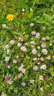 Colourful daisies (bellis perennis) scattered on a green meadow in sunny weather, Franconian Forest