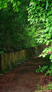 A quiet forest trail lined with thick bushes and trees, Franconian Forest nature park Park