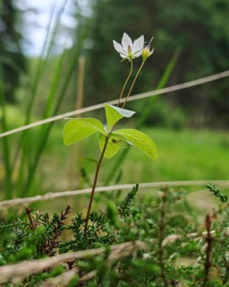 A delicate white flower of the forest lily (trillium) on a green meadow in a natural setting,