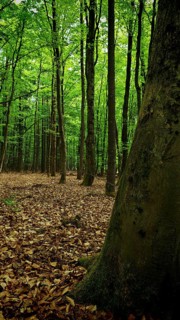 A quiet forest with soil covered by dry leaves, Franconian Forest nature park Park
