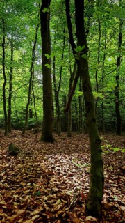 Rays of light fall through the trees onto the forest floor, Franconian Forest nature park Park