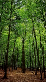 Path through a green forest with a dense canopy of leaves, Franconian Forest nature park Park