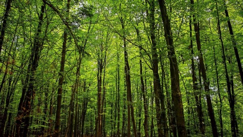 Dense treetops with vivid green foliage in a forest, Franconian Forest nature park Park