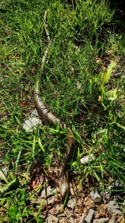 A slow worm (anguis fragilis) winds its way through tall grass in the sunlight, Franconian Forest