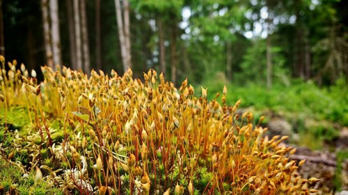 Yellow moss grows densely on the forest floor, surrounded by trees, Franconian Forest nature park