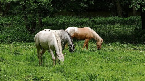 Two horses (equus caballos) grazing peacefully on a green meadow, Eger Valley, Czech Republic